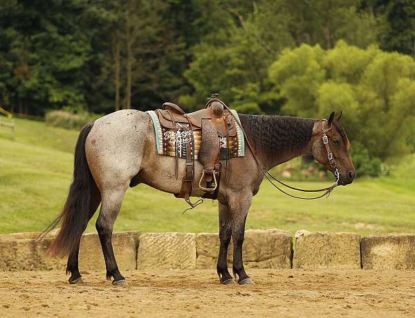 flashy-quarter-horse