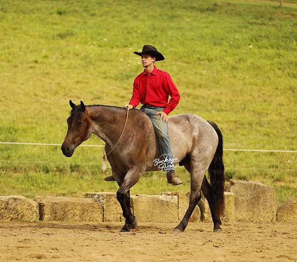 husband-safe-quarter-horse