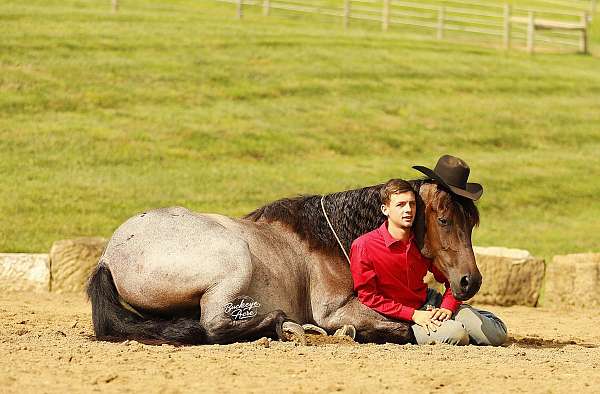 kid-safe-quarter-horse