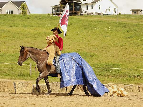 lesson-quarter-horse