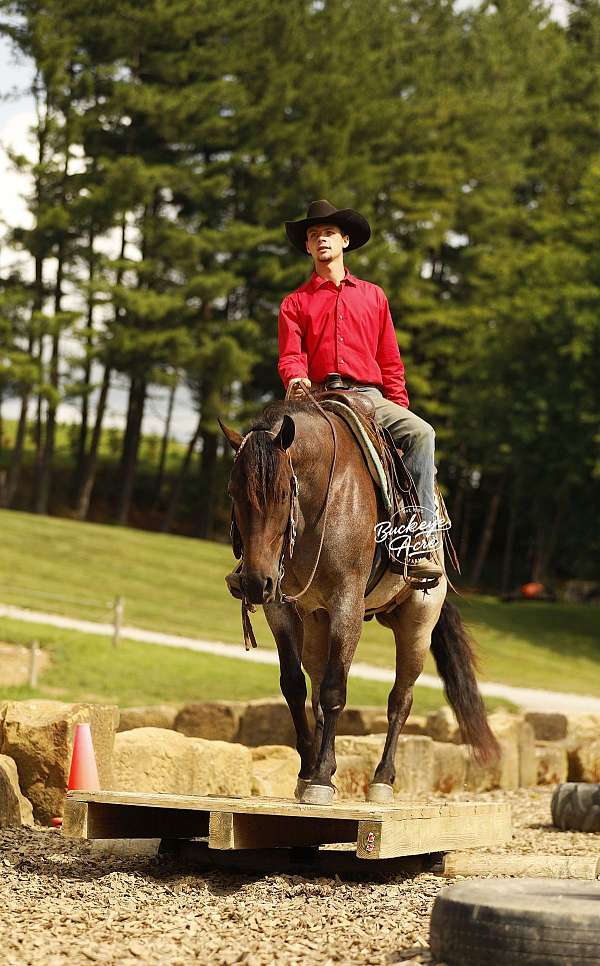 parade-quarter-horse