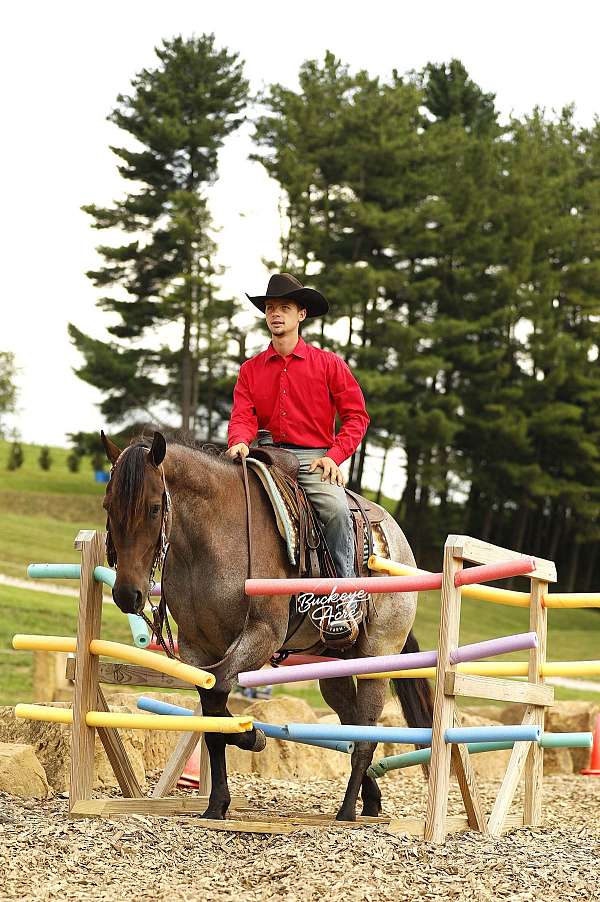ridden-english-quarter-horse