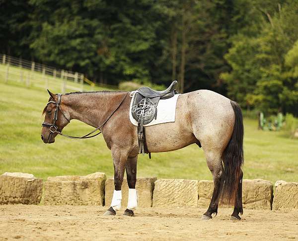 ridden-western-quarter-horse