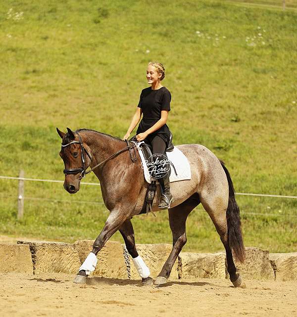 school-quarter-horse