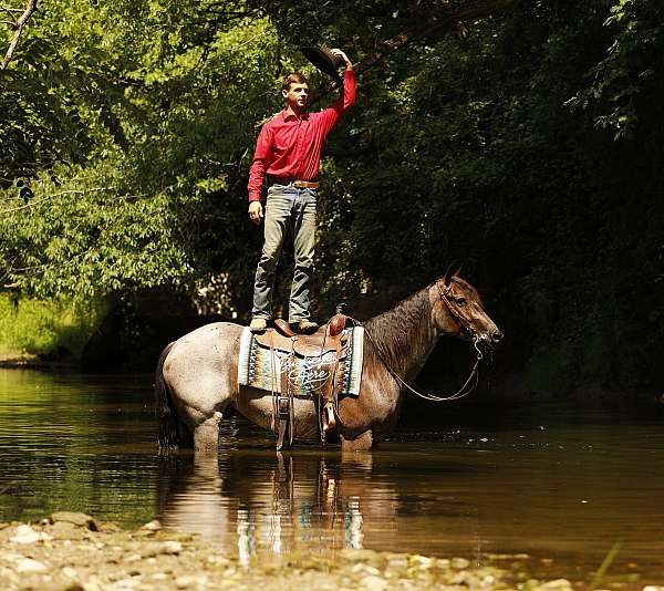 trail-quarter-horse