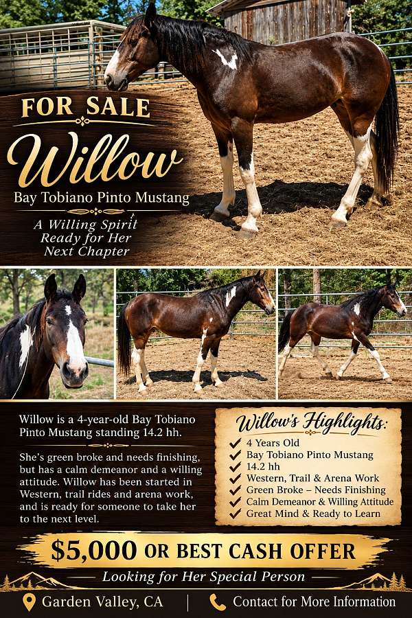 bay-tobiano-mustang-horse