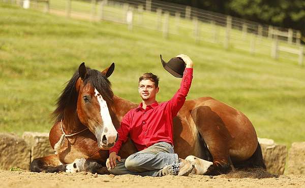 4-white-socks-blaze-horse