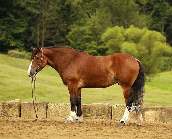 bay-4-white-socks-blaze-horse