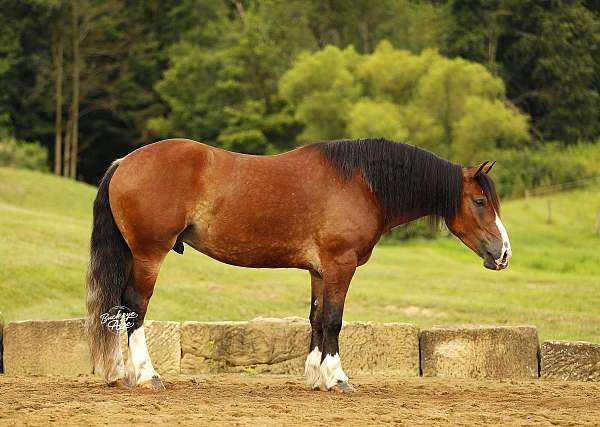 all-around-draft-horse