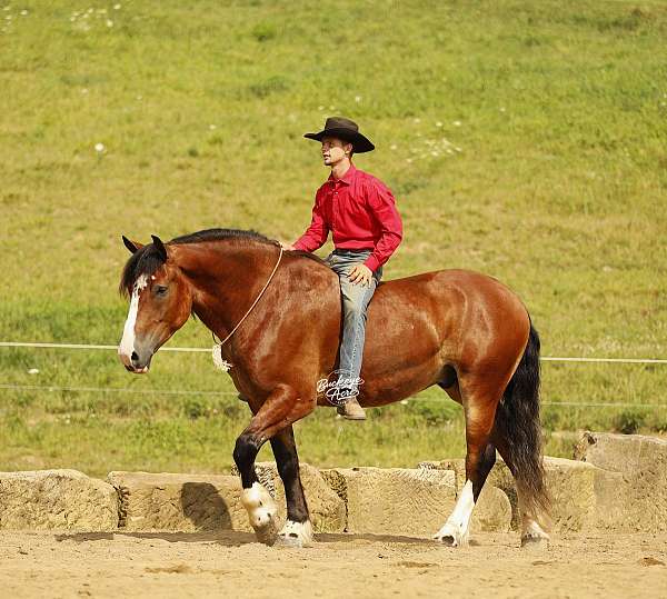 athletic-draft-horse