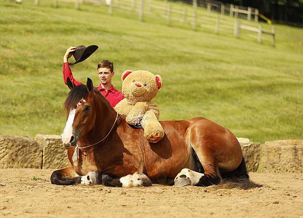 beginner-draft-horse