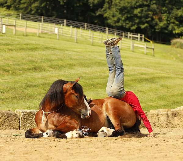 companion-draft-horse