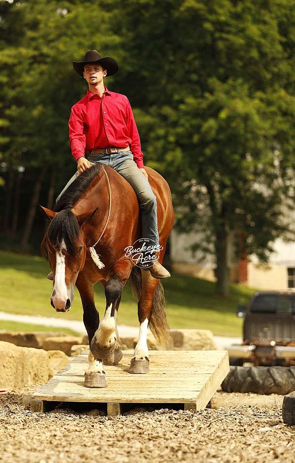cross-draft-horse