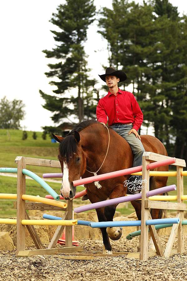 draft-horse