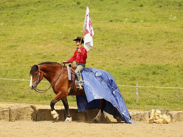 dressage-draft-horse