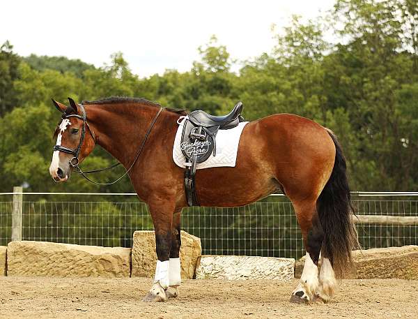 driving-draft-horse