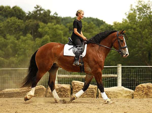 flashy-draft-horse