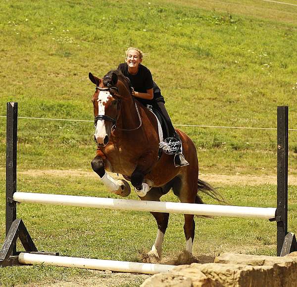 harness-draft-horse