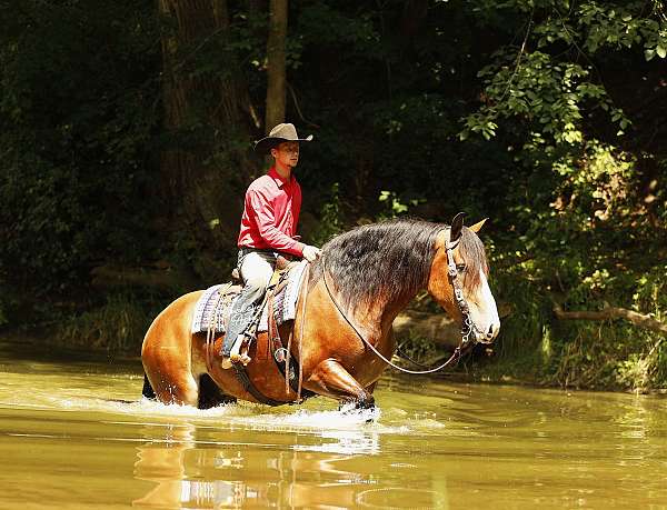 husband-safe-draft-horse