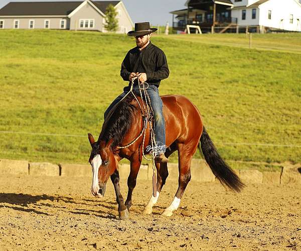 all-around-quarter-horse