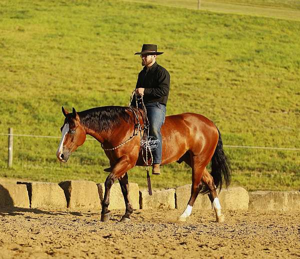 bay-2-white-socks-horse