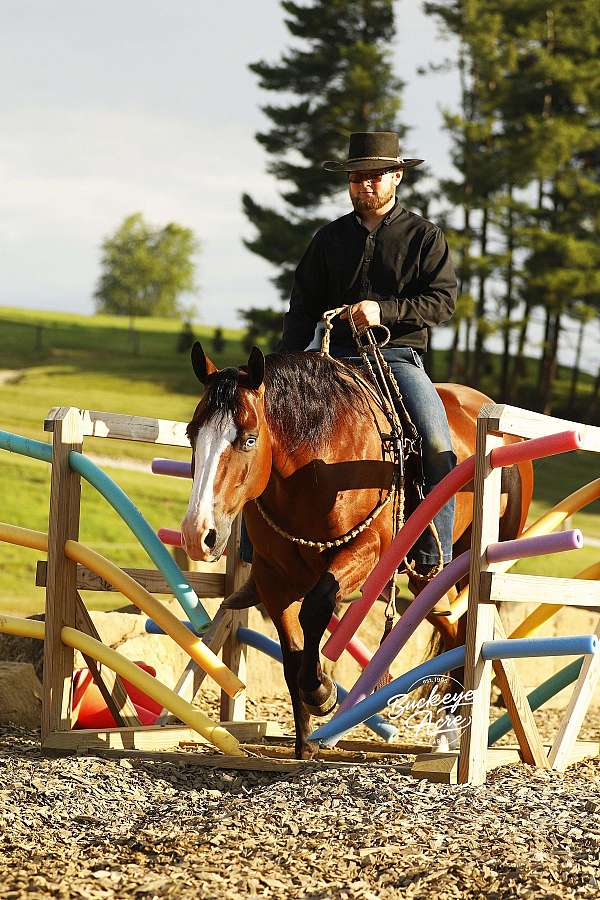 athletic-quarter-horse
