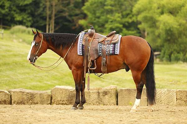 beginner-quarter-horse