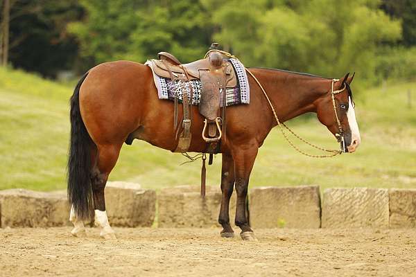 blue-eyed-quarter-horse