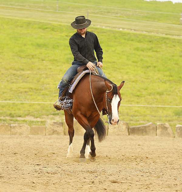 calf-roping-quarter-horse