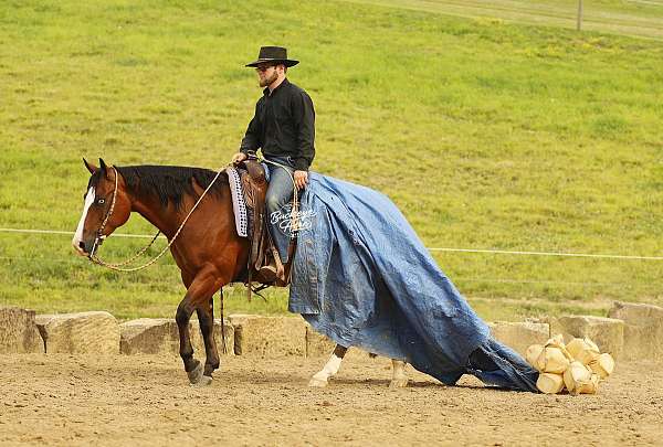 finished-quarter-horse