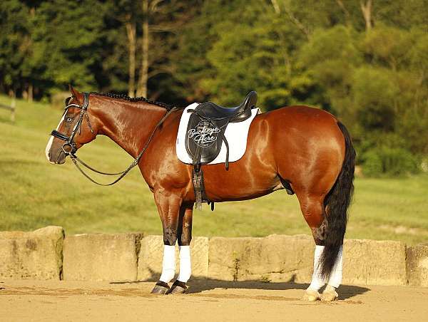flashy-quarter-horse