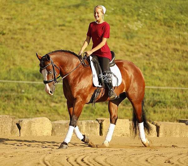 husband-safe-quarter-horse