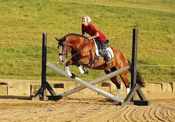 jumper-quarter-horse