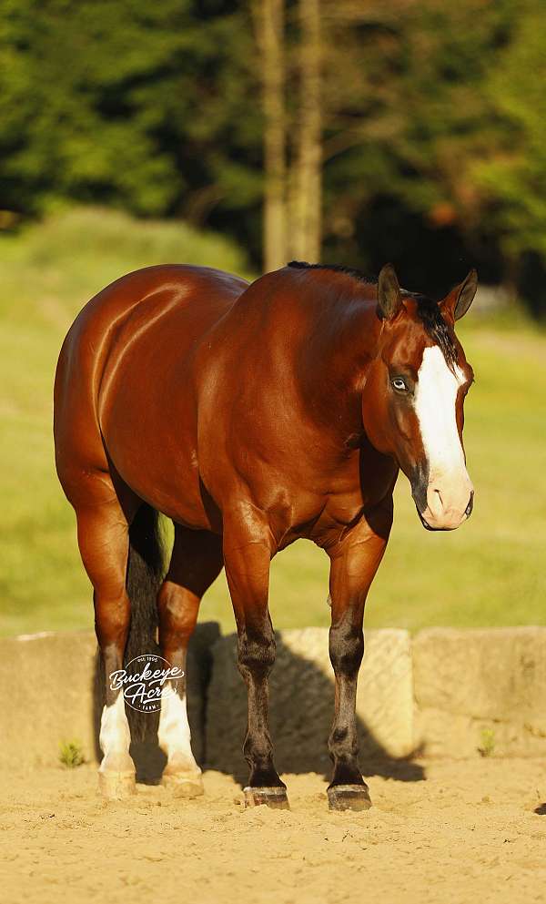 kid-safe-quarter-horse