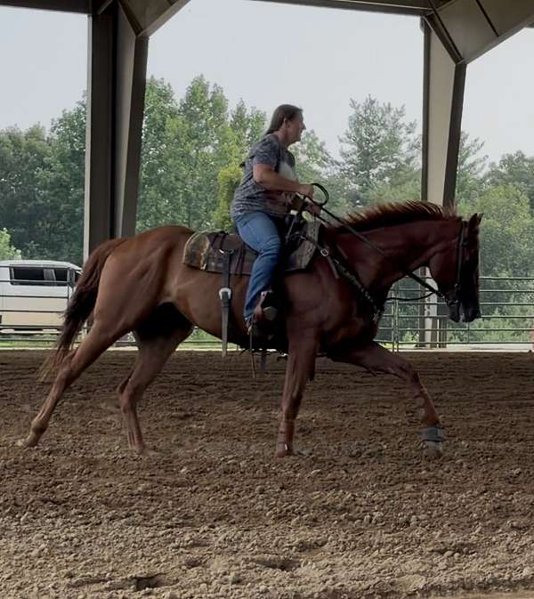 barrel-quarter-horse