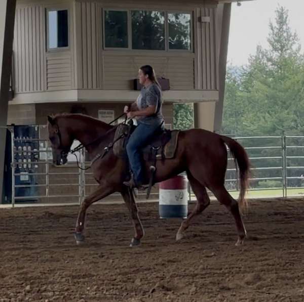 barrel-racing-quarter-horse