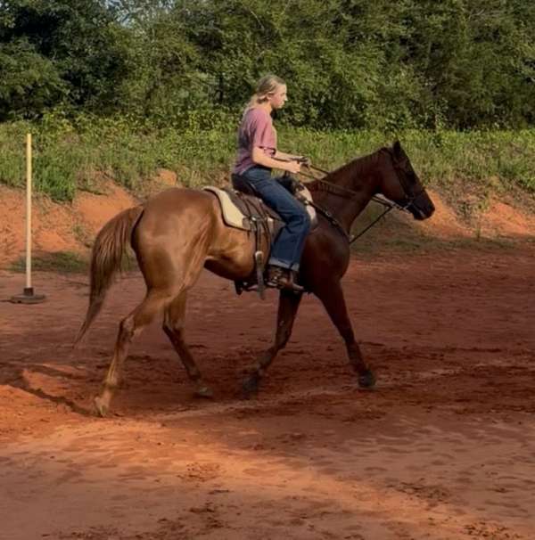 trail-quarter-horse