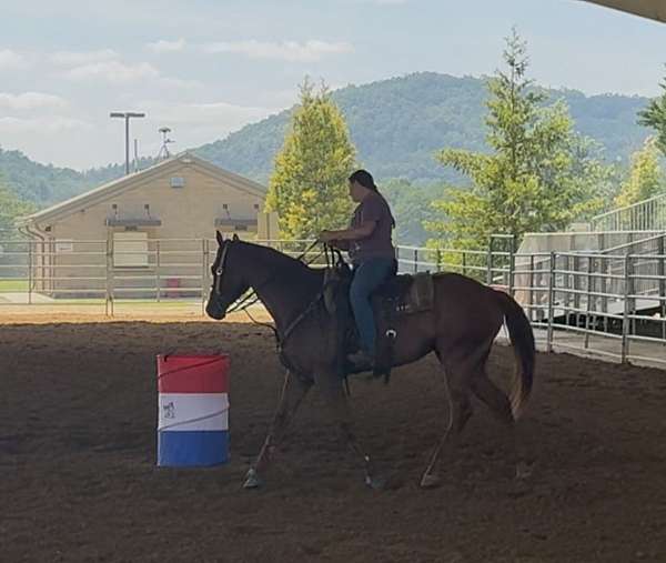 sorrel-quarter-horse-gelding