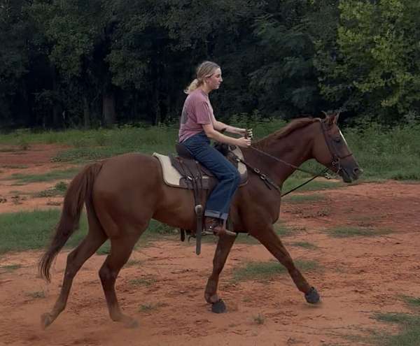 sorrel-barrel-horse