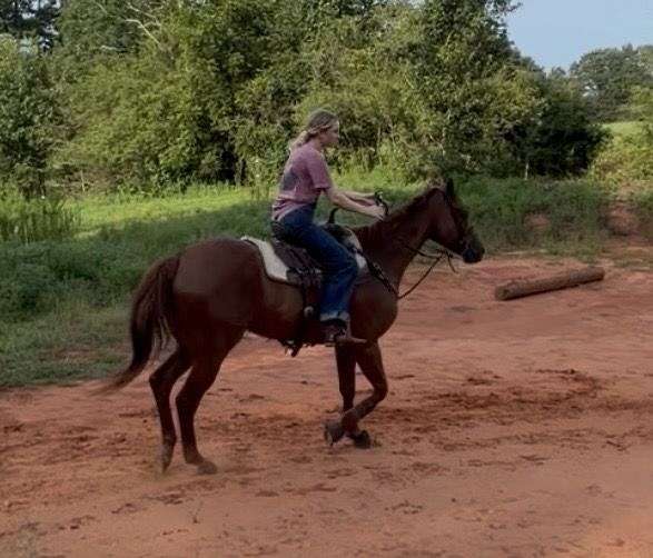 sorrel-barrel-racing-horse