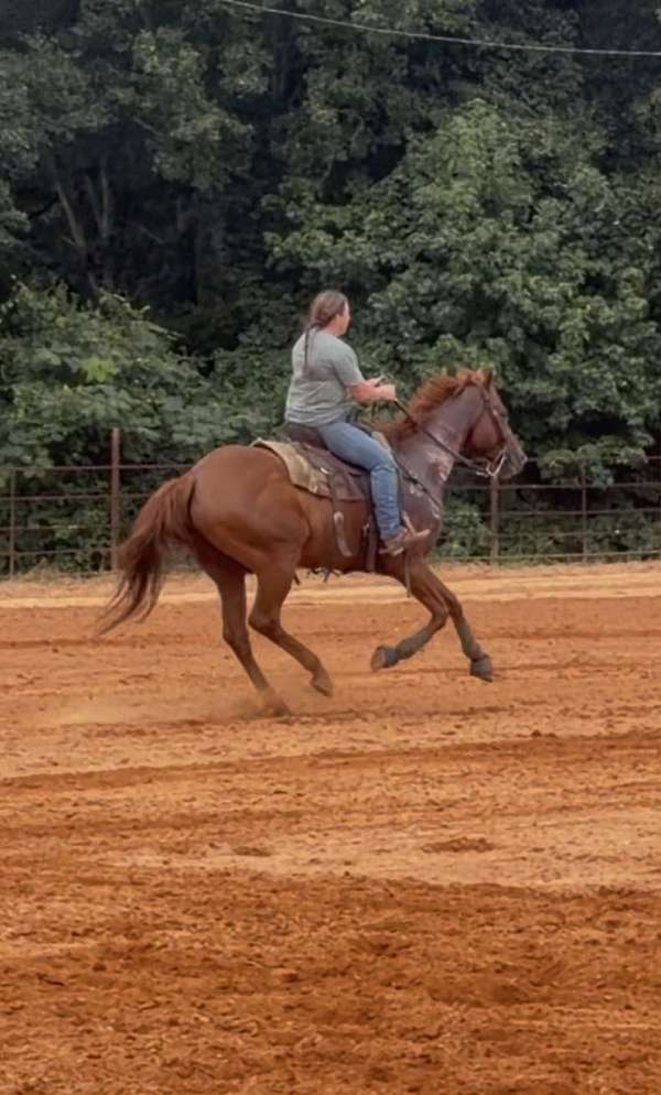 sorrel-trail-riding-horse