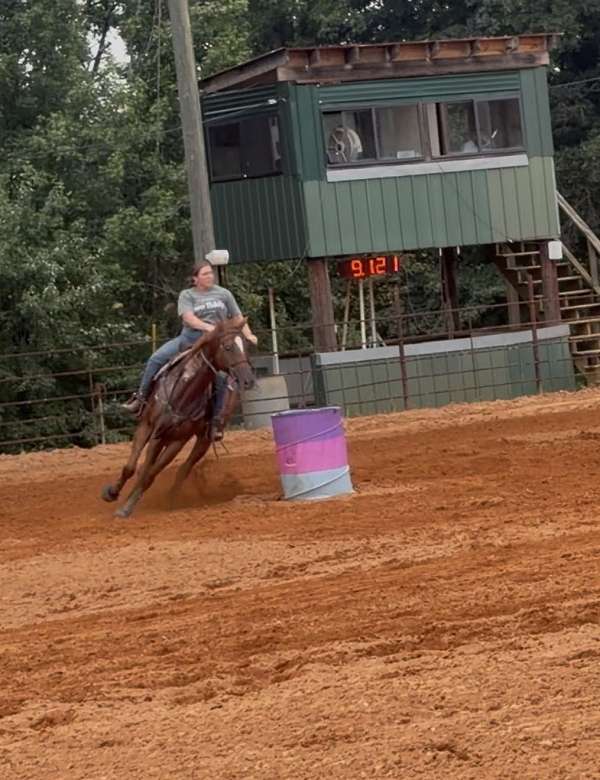 barrel-gelding