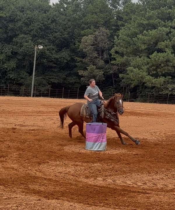 barrel-racing-gelding