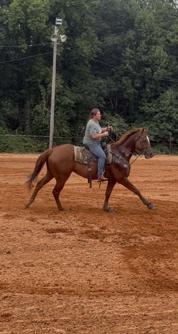 trail-gelding
