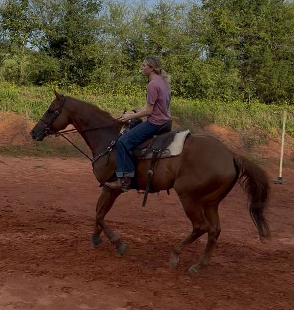 trail-riding-gelding