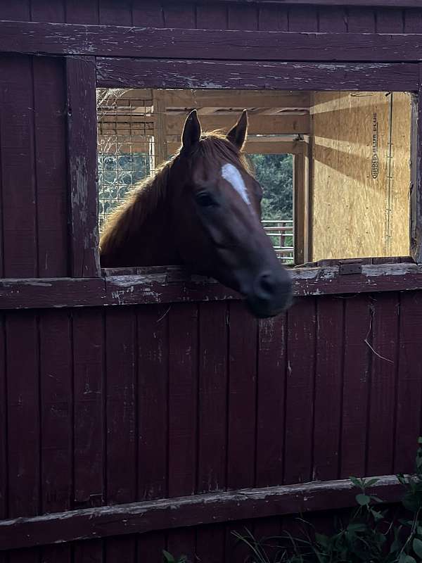sorrel-aqha-gelding