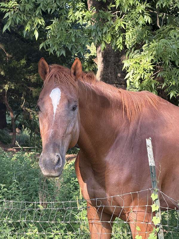 trail-riding-quarter-horse