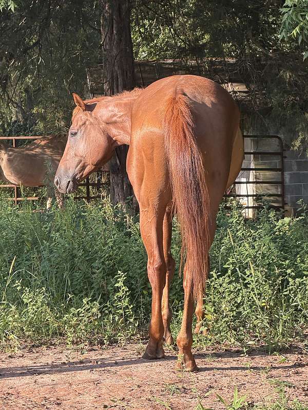 sorrel-trail-horse