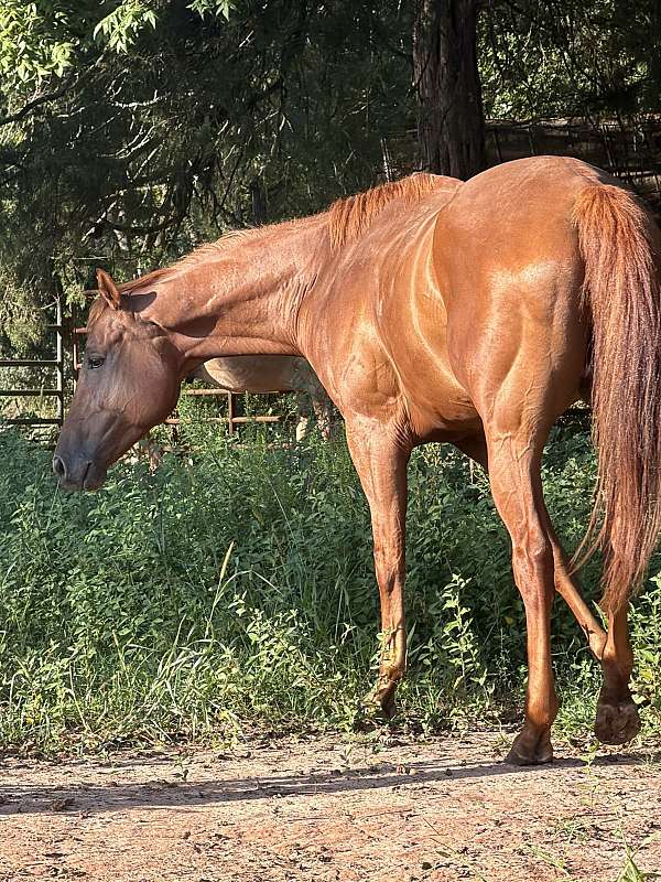 barrel-horse