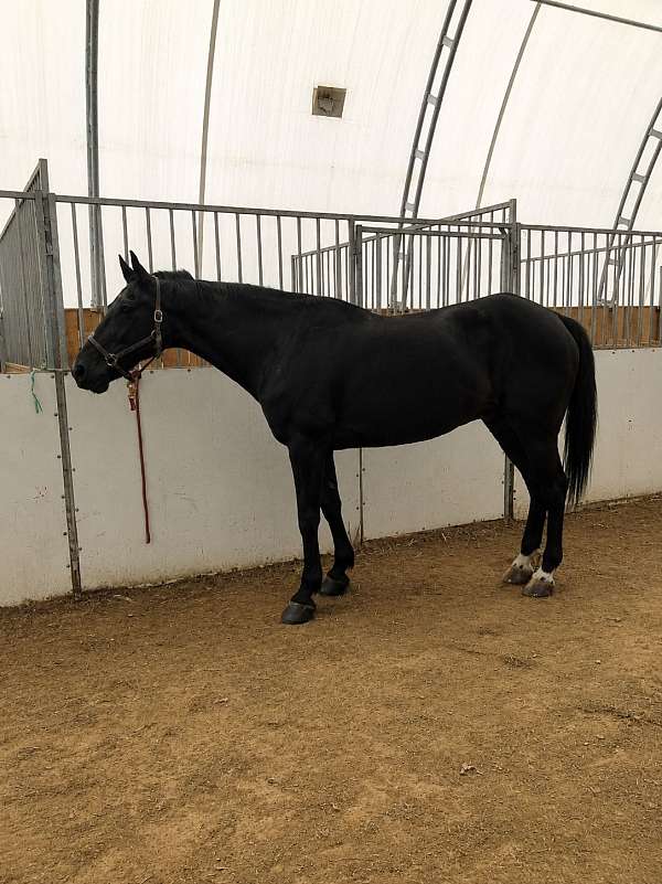 experienced-morgan-standardbred-horse